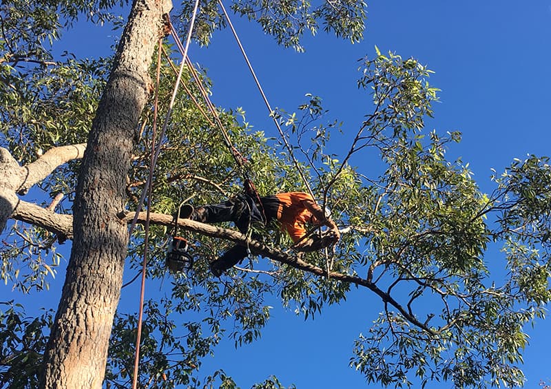 Tree Services Mackay tree services work in Blacks Beach