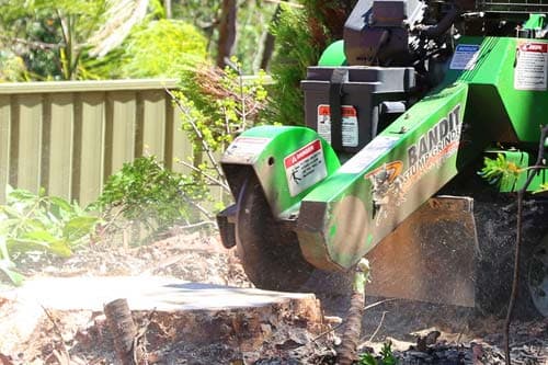 Tree Services Mackay tree services work in Blacks Beach