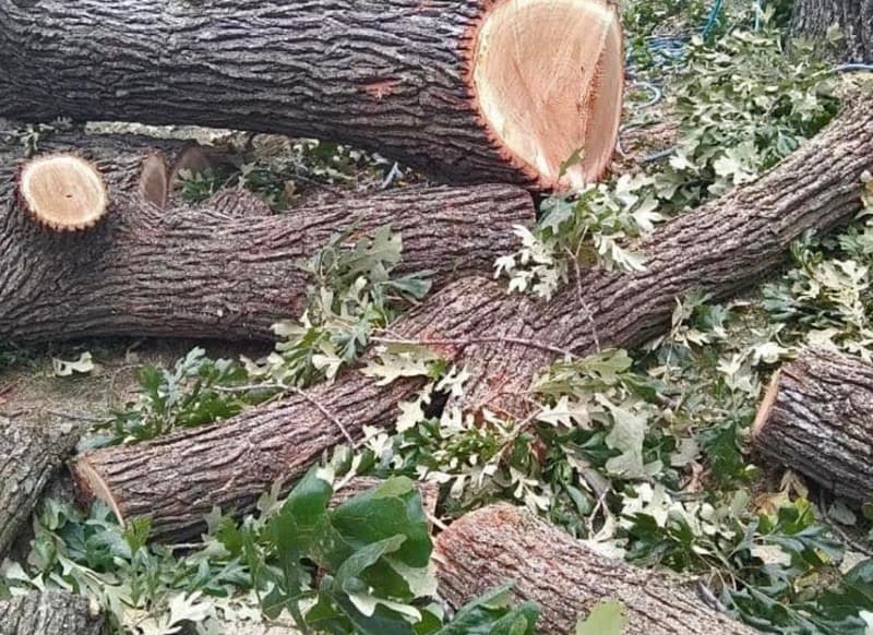 Tree Services Mackay tree services work in Blacks Beach