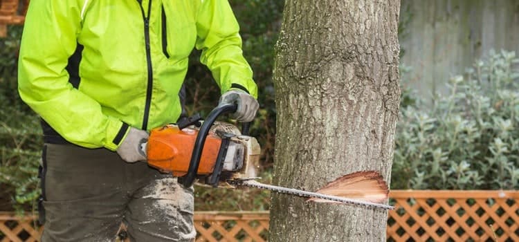 Tree Services Mackay tree services work in Blacks Beach