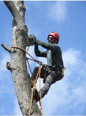 Tree Services Mackay tree services work in Blacks Beach