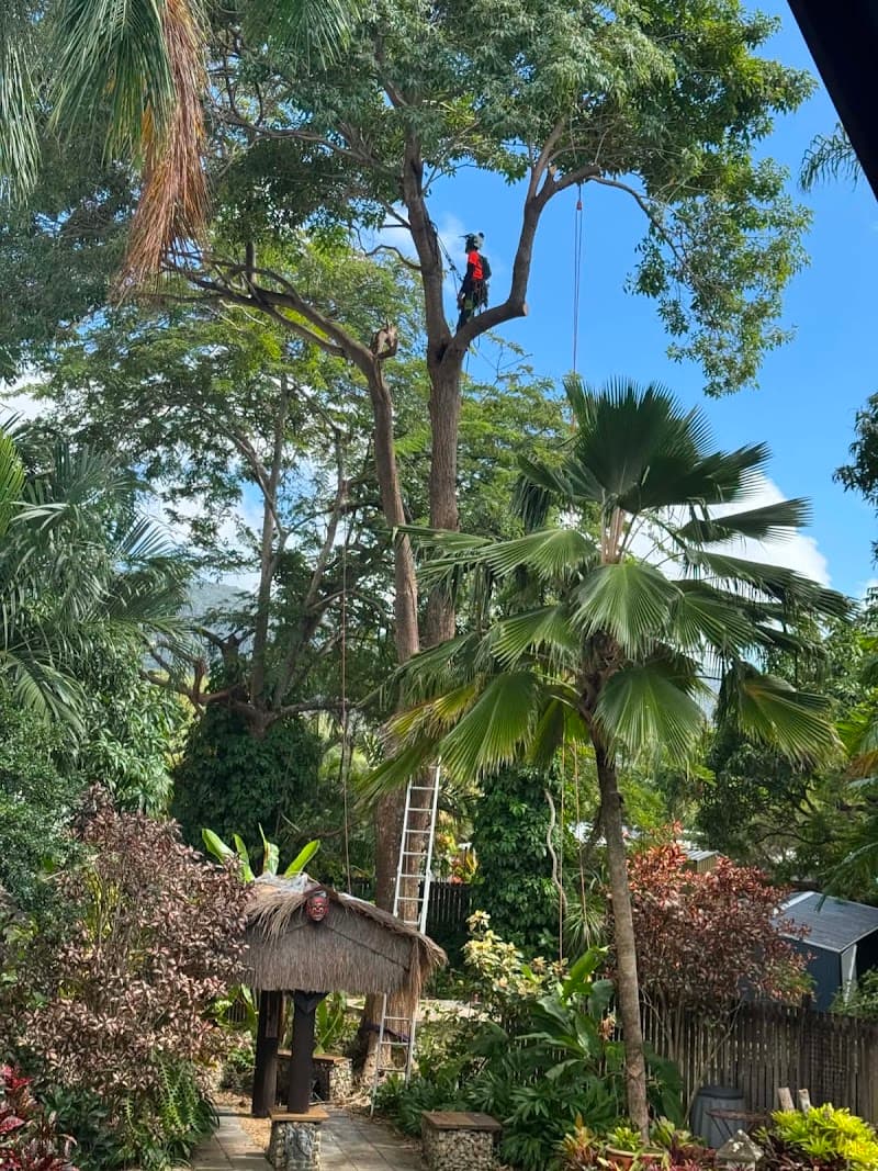 Tree Shepherd FNQ tree services work in Clifton Beach