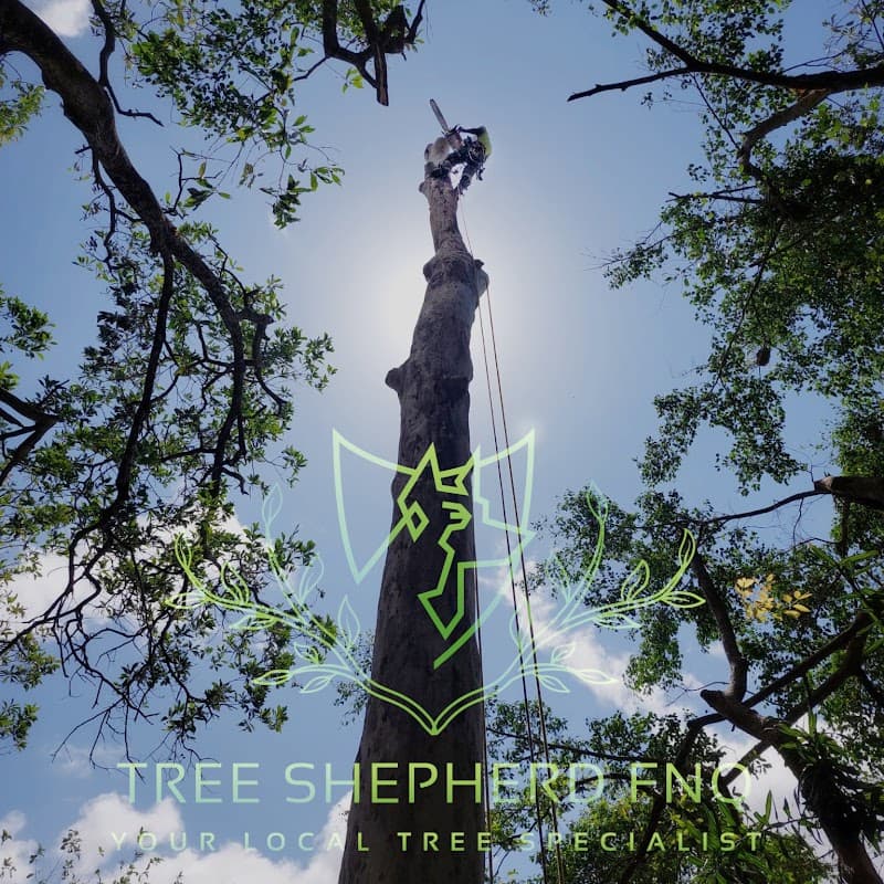 Tree Shepherd FNQ tree services work in Clifton Beach