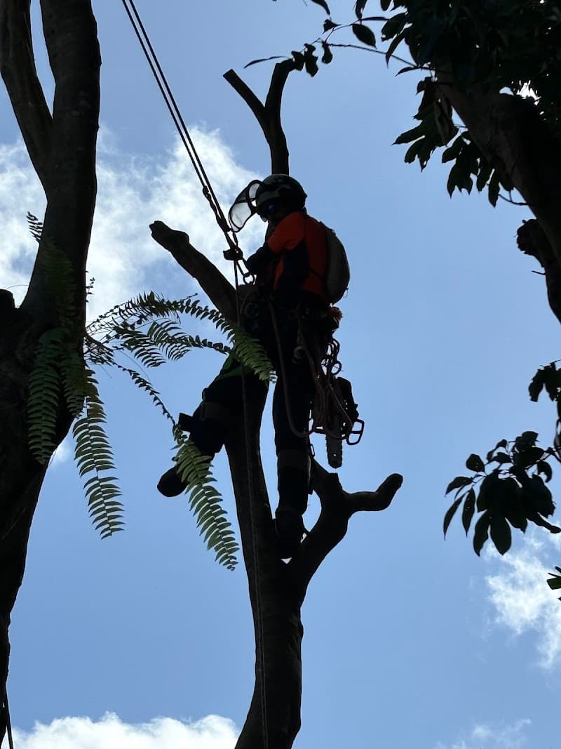 Tree Shepherd FNQ tree services work in Clifton Beach