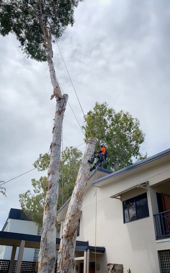 Tree Shepherd FNQ tree services work in Clifton Beach