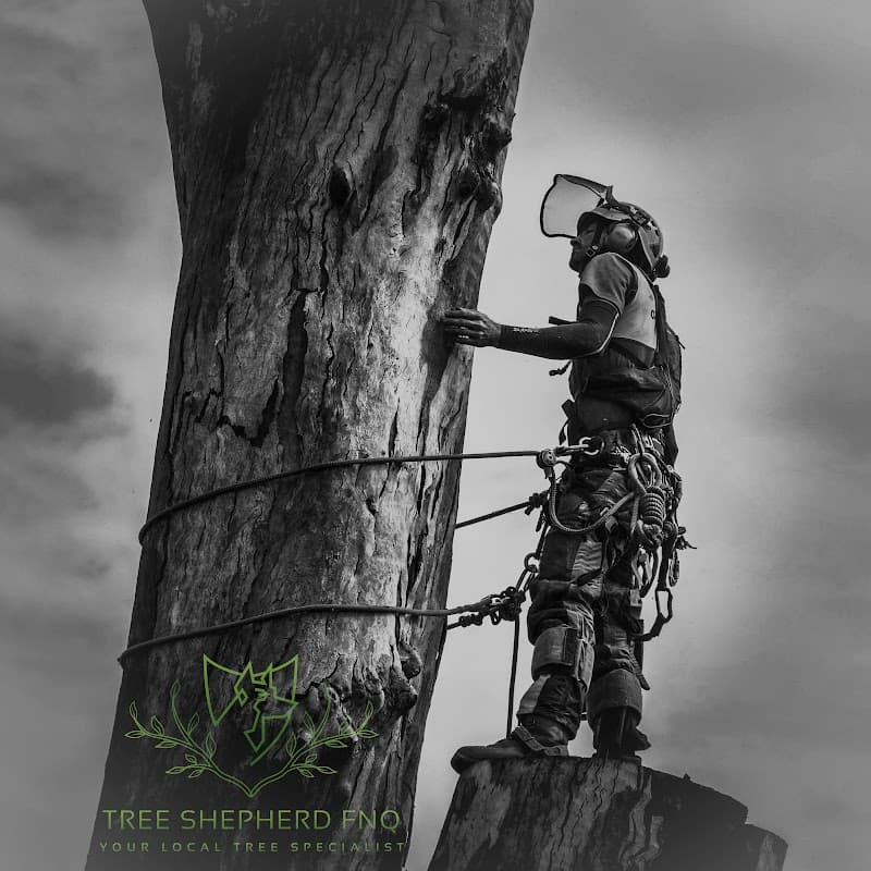 Tree Shepherd FNQ tree services work in Clifton Beach