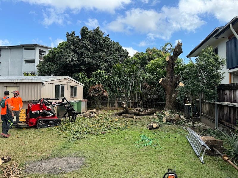 Tree Shepherd FNQ tree services work in Clifton Beach