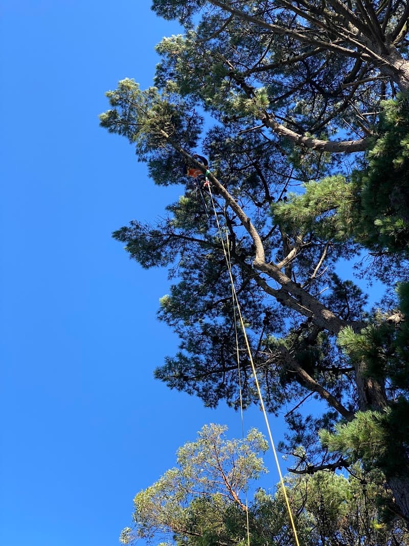 Tree Tech Management tree services work in Ballarat Central