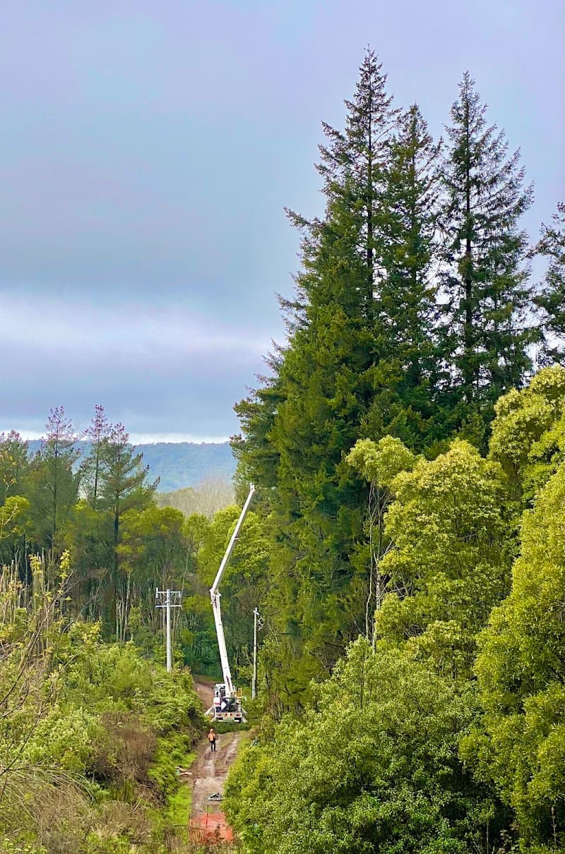 Tree Tech Management tree services work in Ballarat Central