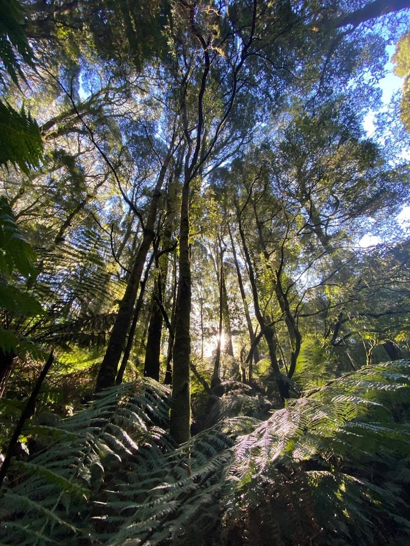 Tree Tech Management tree services work in Ballarat Central