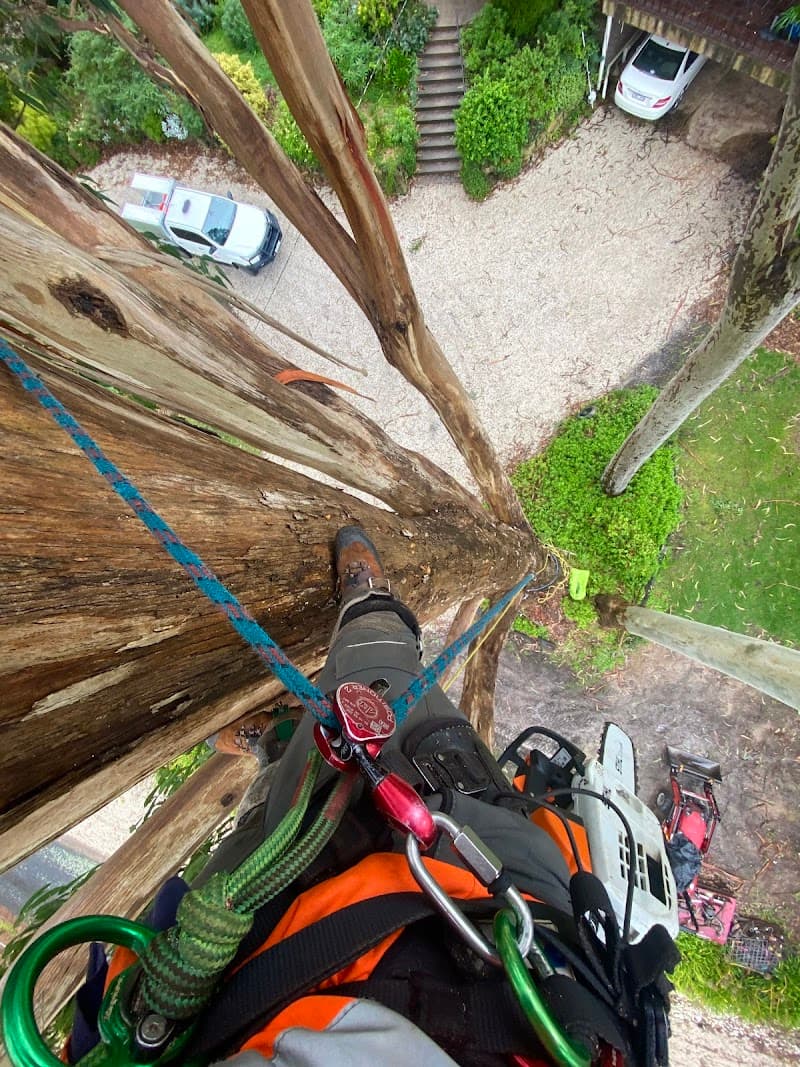 Tree Tech Management tree services work in Ballarat Central