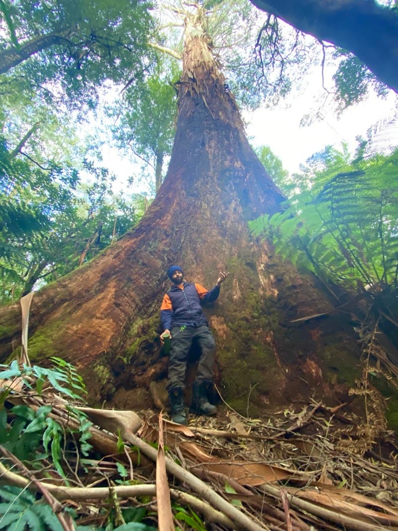 Tree Tech Management tree services work in Ballarat Central
