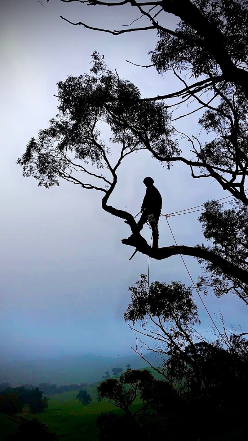Tree Tech Management tree services work in Ballarat Central