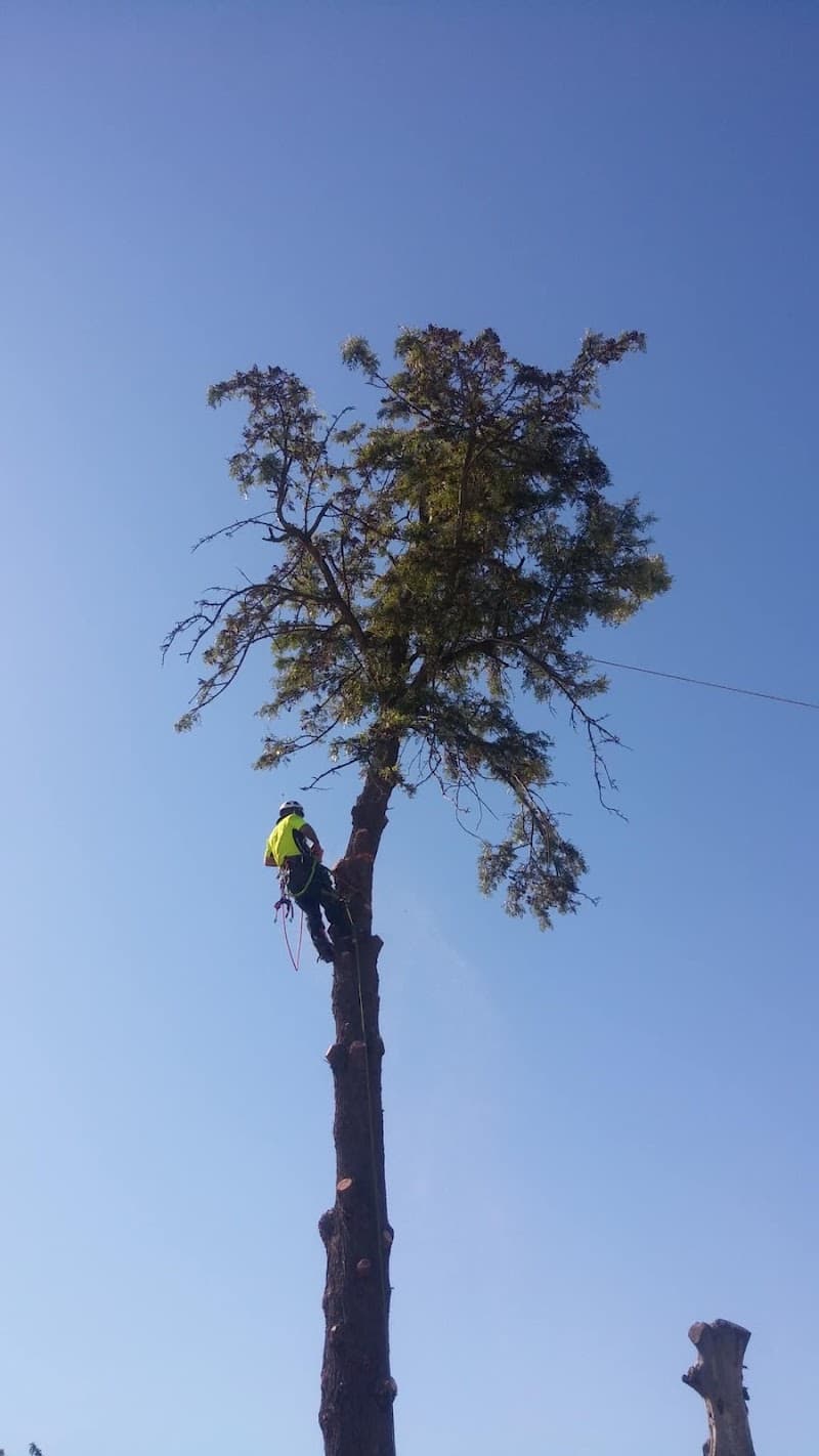 Tree Techniques Qualified Arborist & Tree Care - Wodonga Tree Removal tree services work in Wodonga