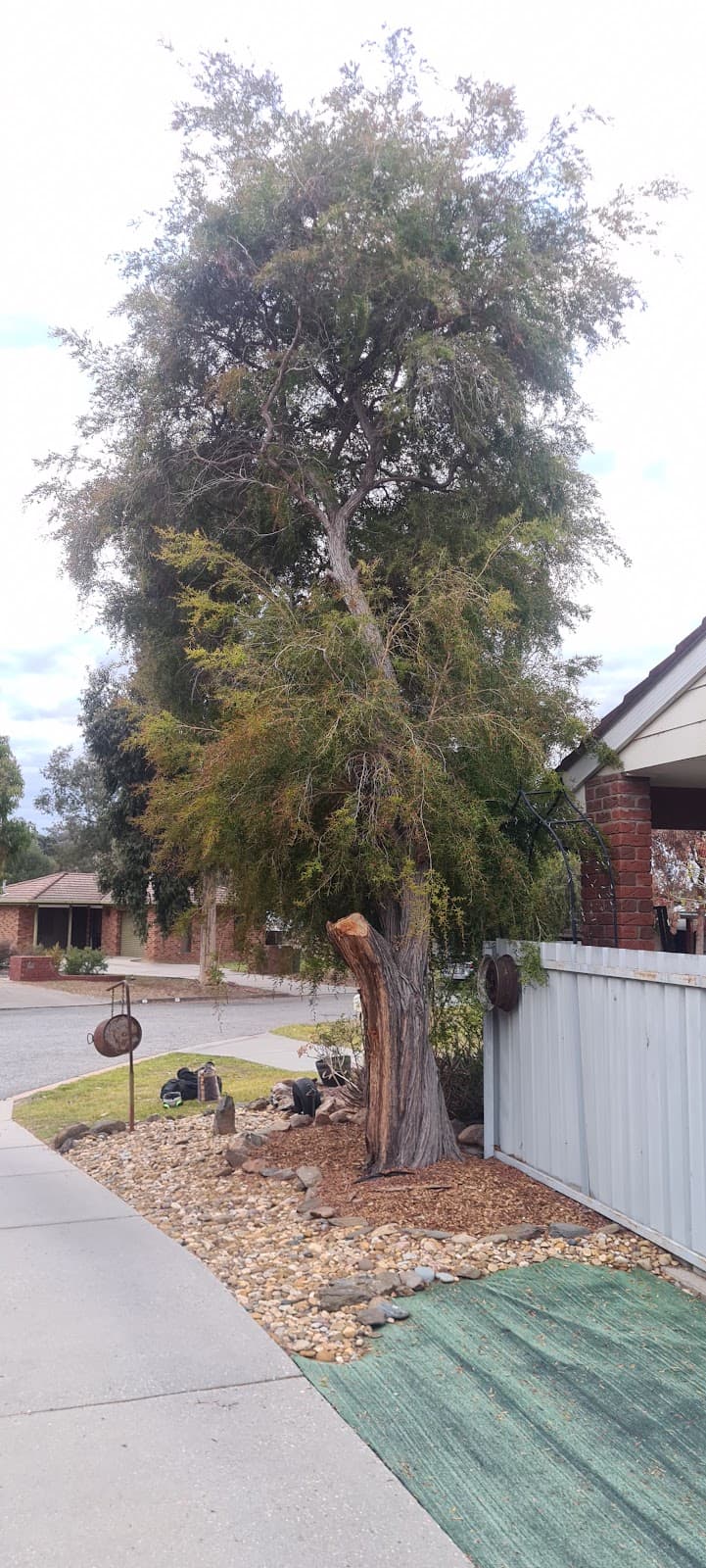 Tree Techniques Qualified Arborist & Tree Care - Wodonga Tree Removal tree services work in Wodonga