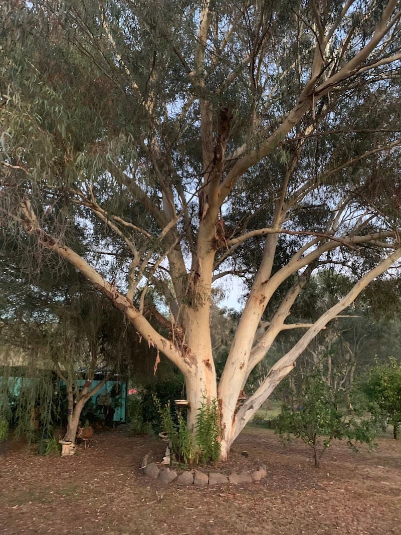 Tree Techniques Qualified Arborist & Tree Care - Wodonga Tree Removal tree services work in Wodonga