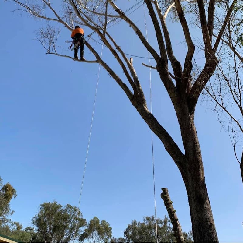 Tree Techniques Qualified Arborist & Tree Care - Wodonga Tree Removal tree services work in Wodonga