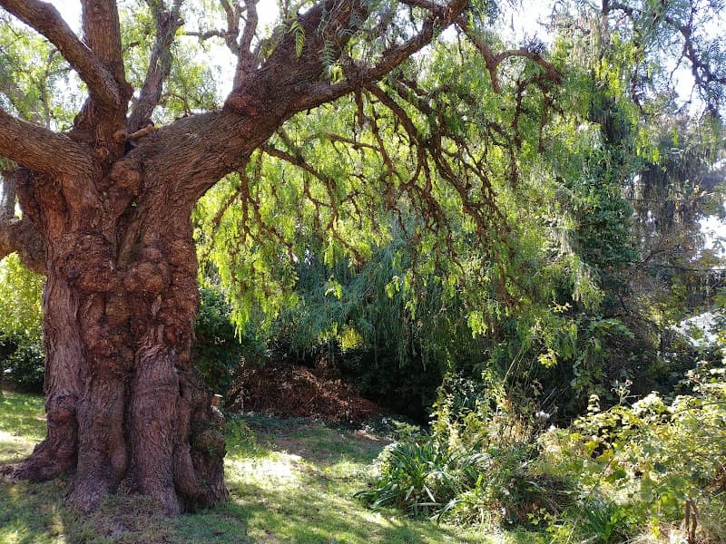 Tree-Wise Men Tasmania tree services work in South Launceston