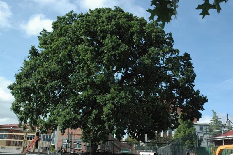 Tree-Wise Men Tasmania tree services work in South Launceston
