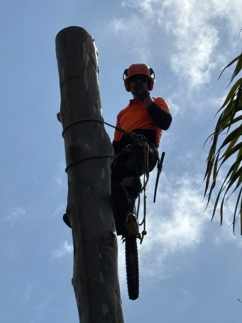 Tree X QLD tree services work in Aitkenvale