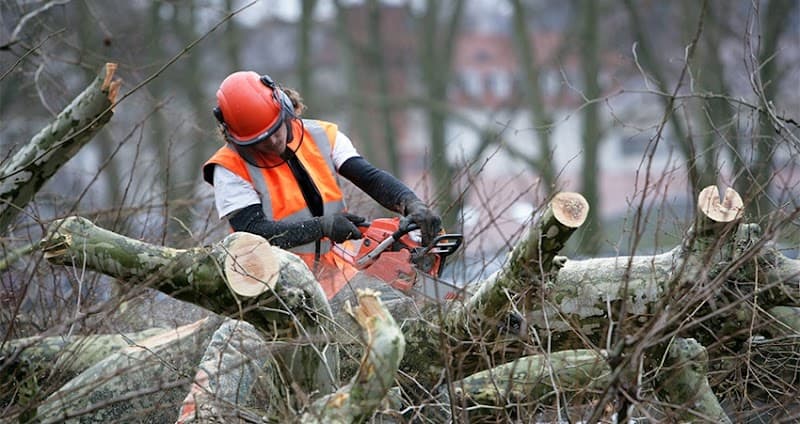 Tree X QLD tree services work in Aitkenvale