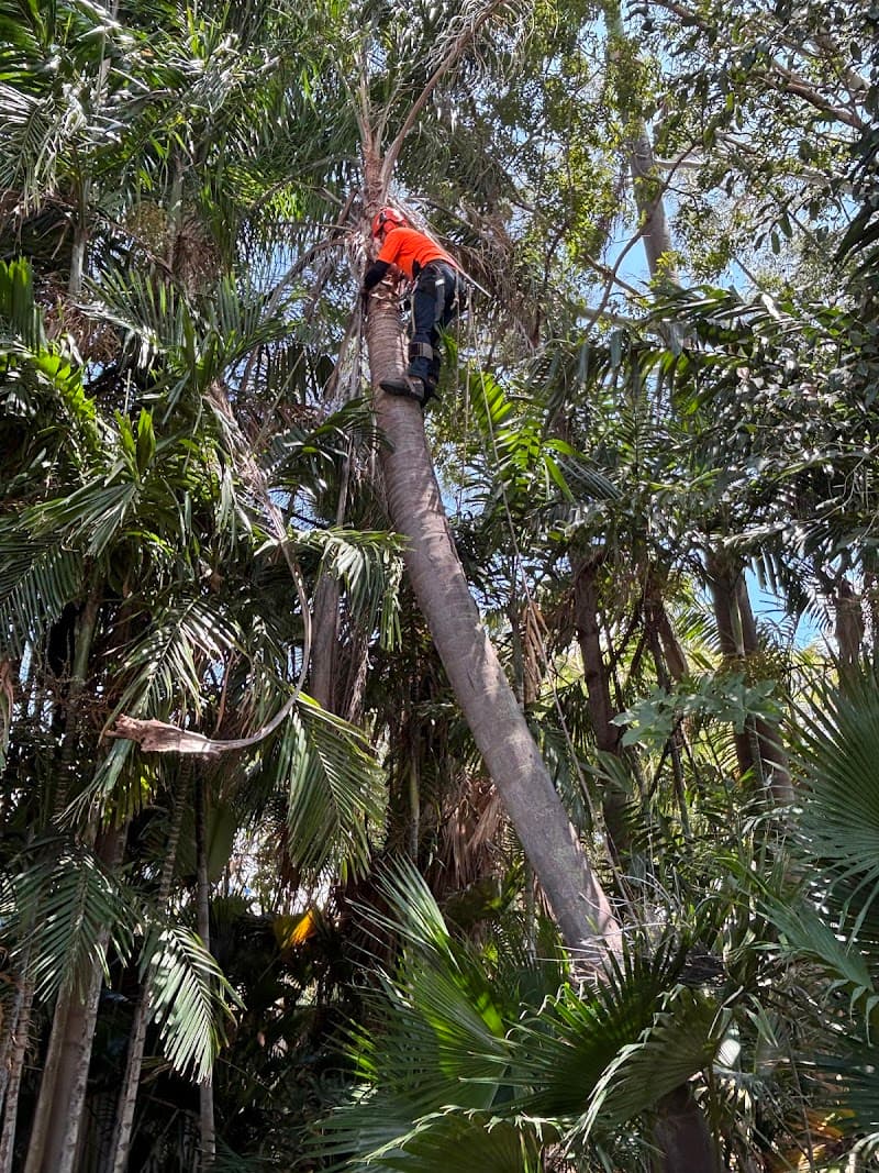 Tree X QLD tree services work in Aitkenvale