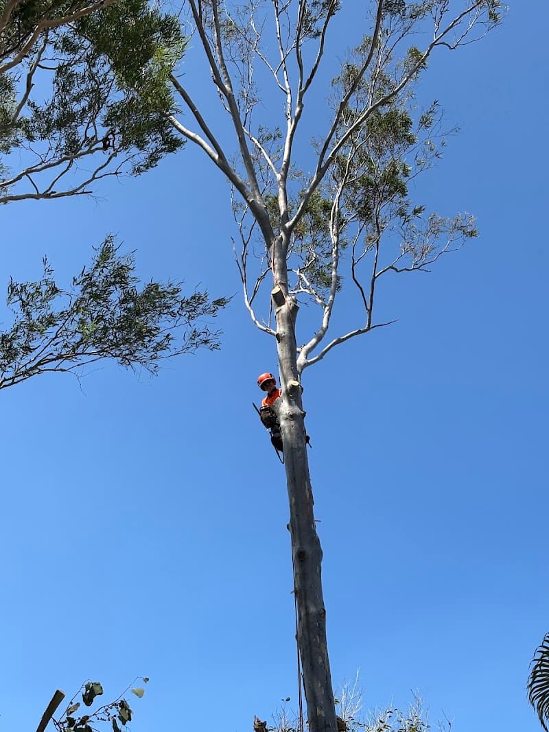 Tree X QLD tree services work in Aitkenvale