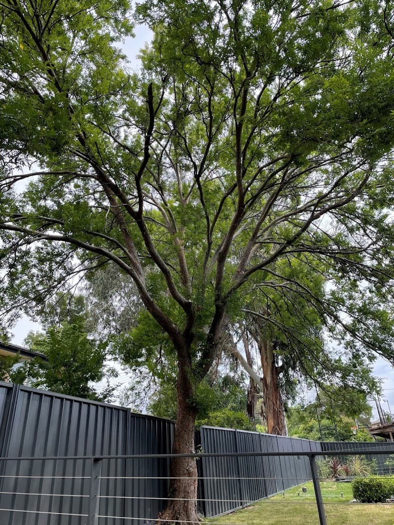 TREEasy tree services work in Dickson