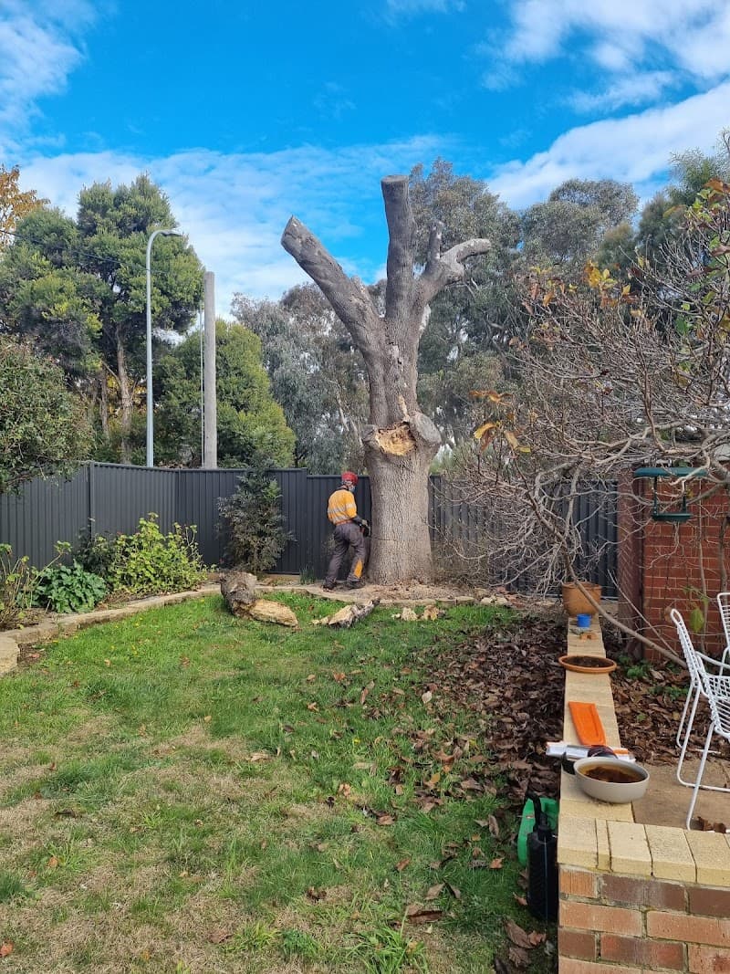 TREEasy tree services work in Dickson