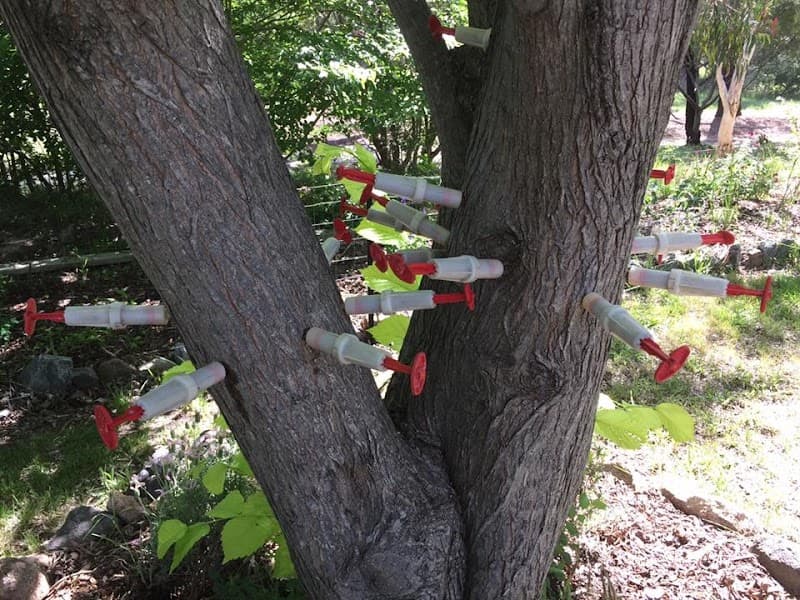 TREEasy tree services work in Dickson