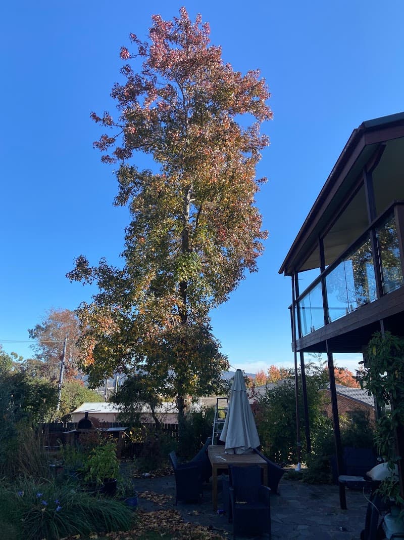 TREEasy tree services work in Dickson