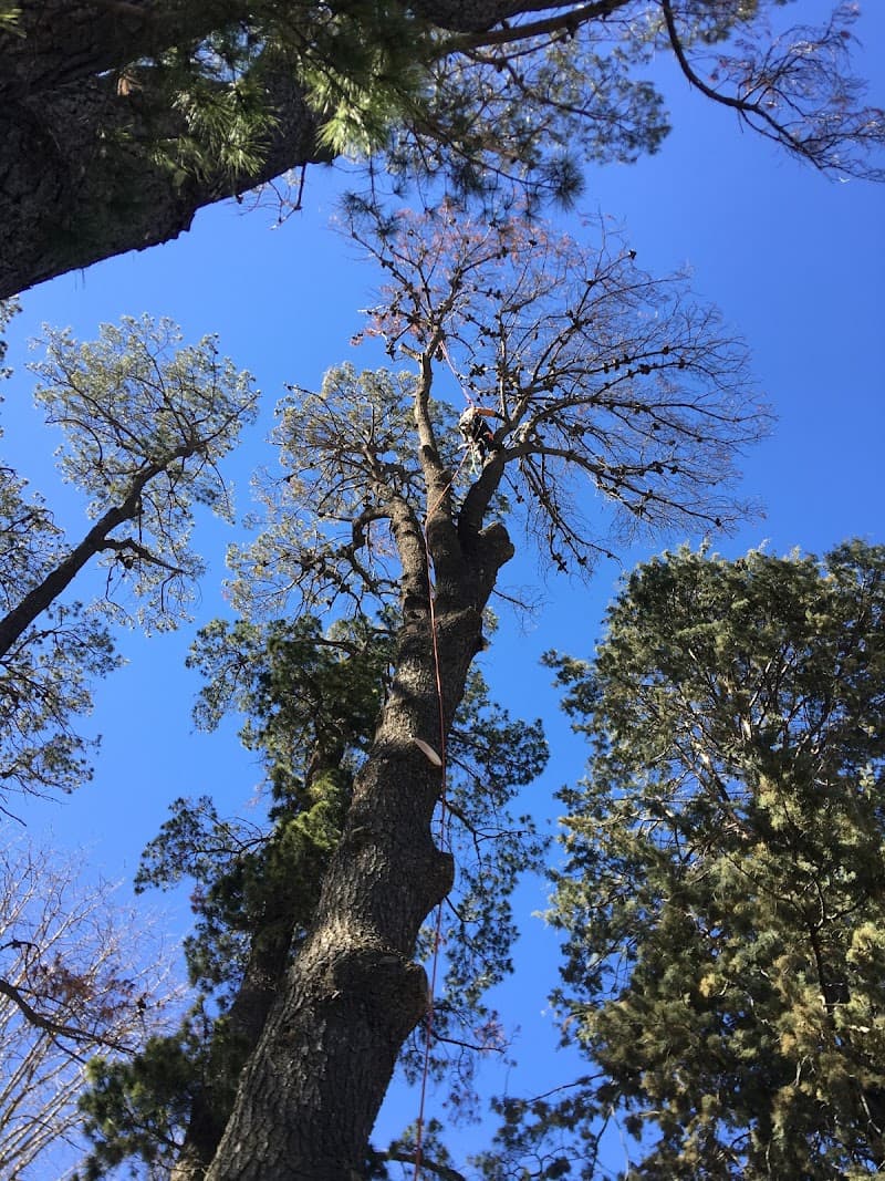 TREEasy tree services work in Dickson