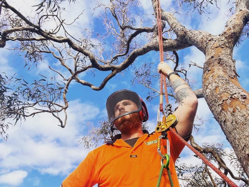 Treecorp Solutions tree services work in Lisarow