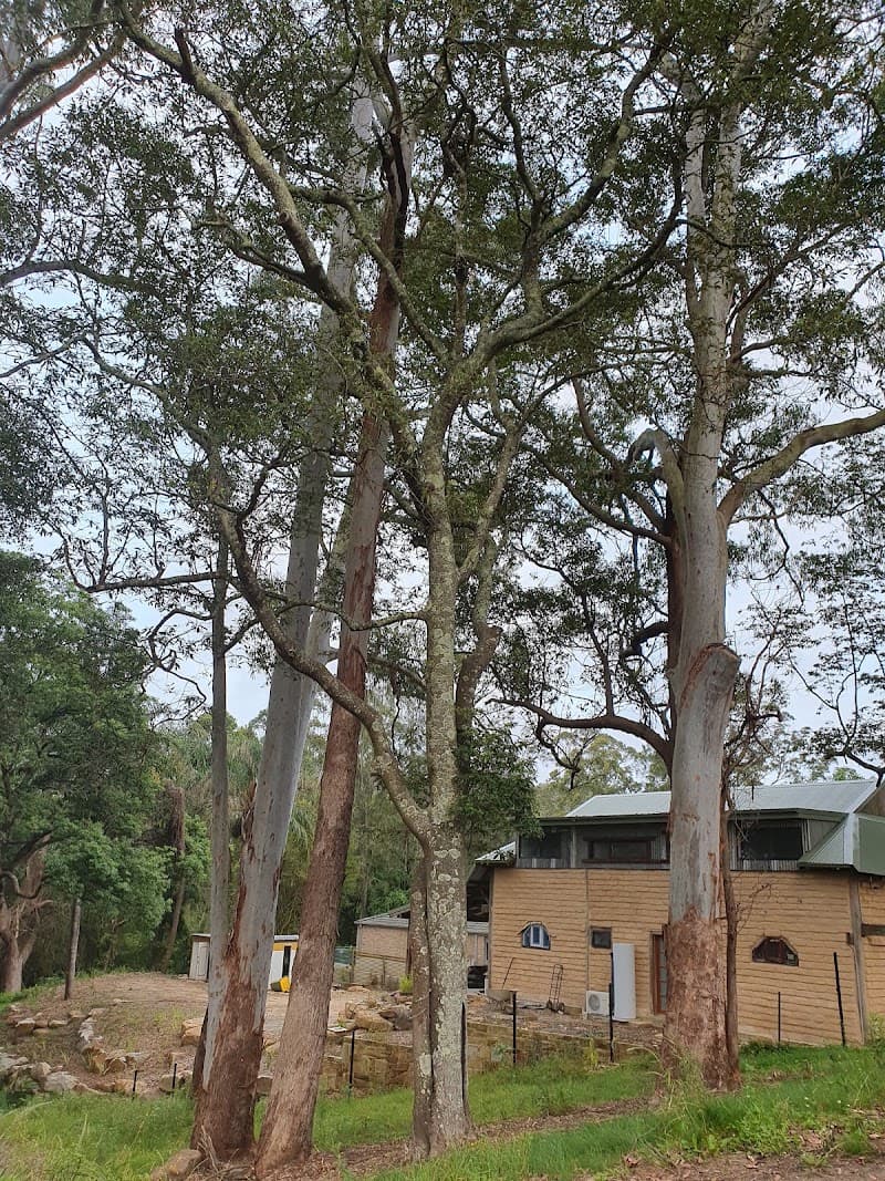 Treecorp Solutions tree services work in Lisarow