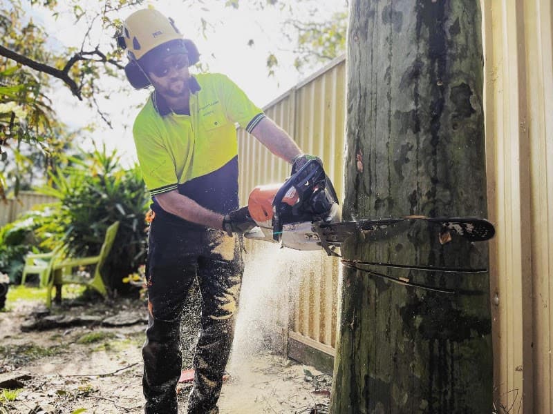 Treecorp Solutions tree services work in Lisarow