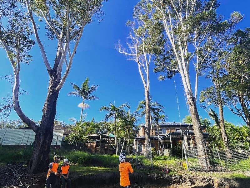 Treecorp Solutions tree services work in Lisarow
