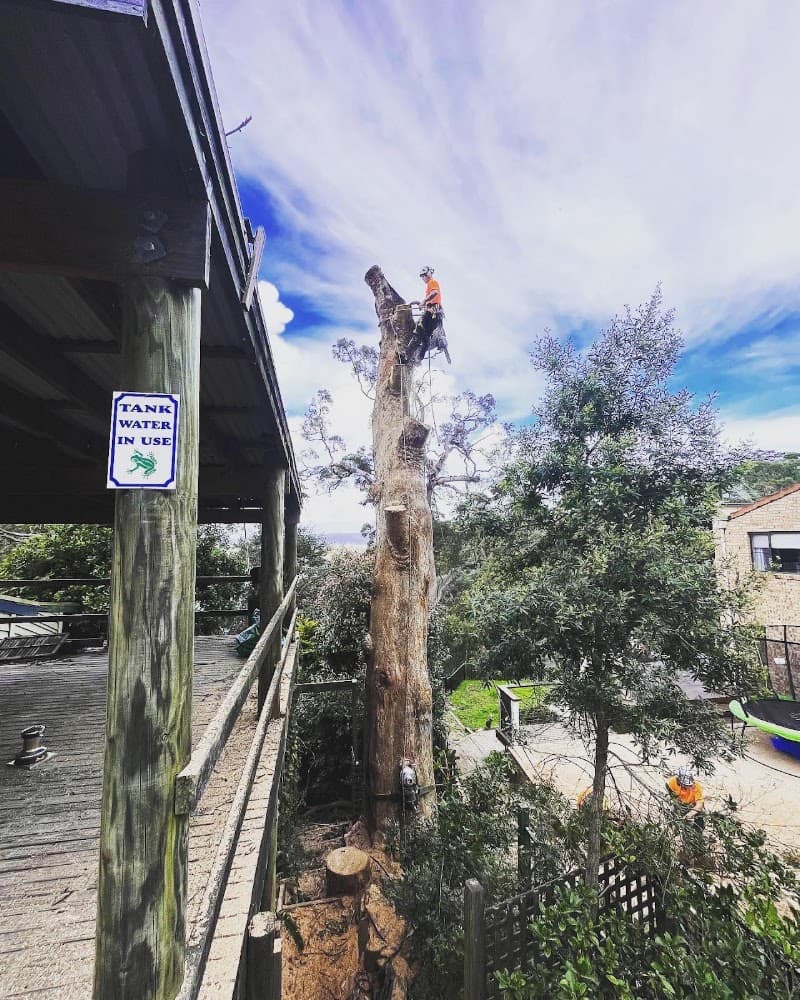 Treecorp Solutions tree services work in Lisarow