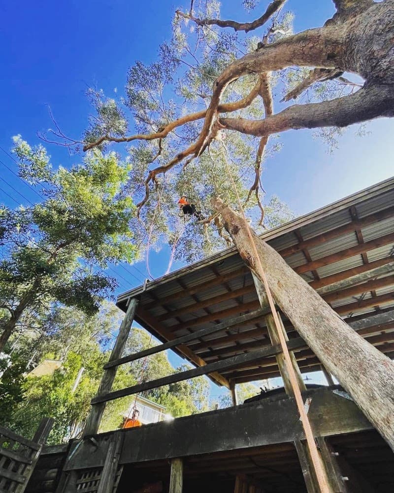 Treecorp Solutions tree services work in Lisarow