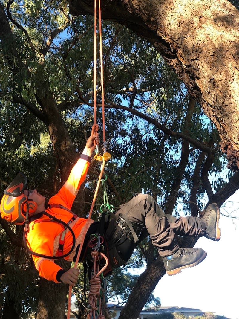 TreeLine tree services work in Scarborough