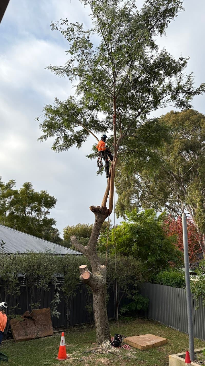 TreeLine tree services work in Scarborough