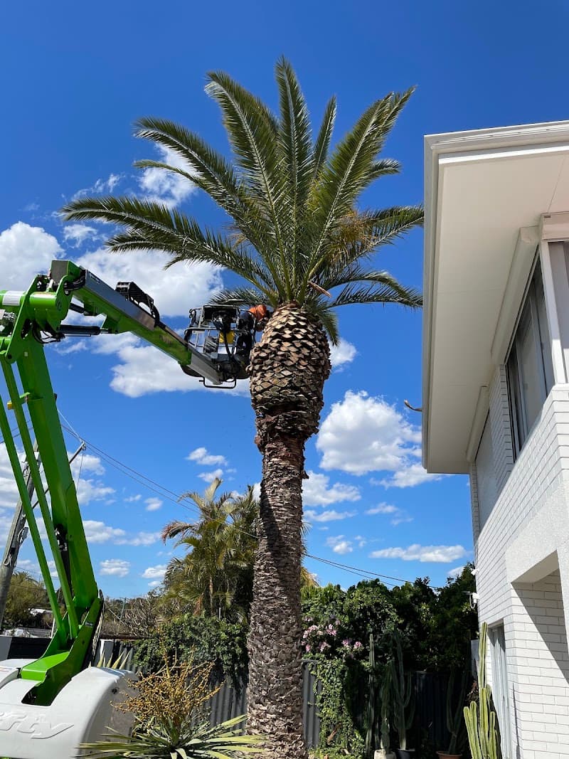 TreeLine tree services work in Scarborough