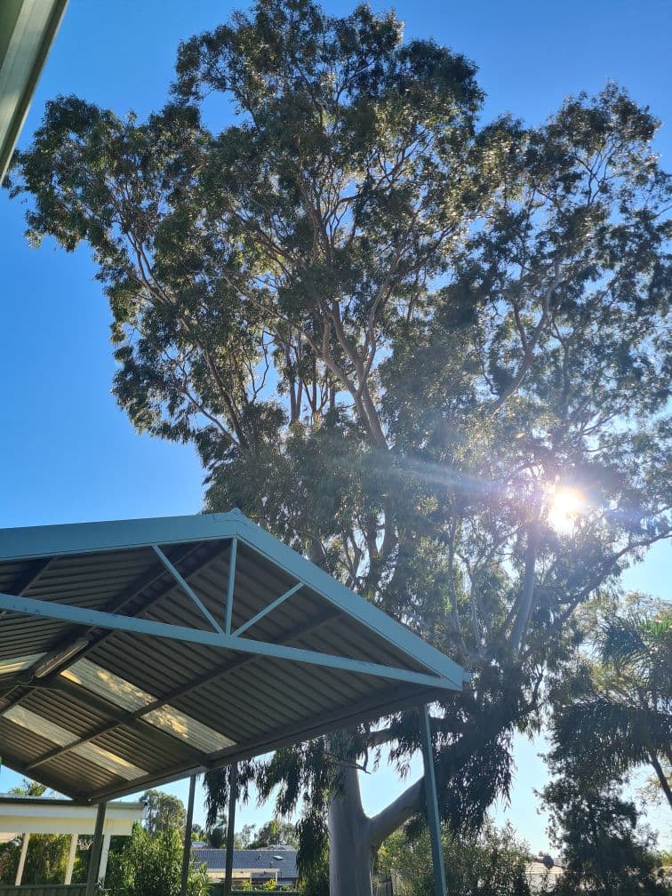 TreeLine tree services work in Scarborough