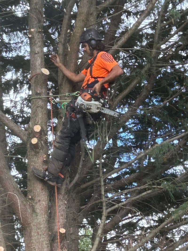 Treeman Melbourne tree services work in Somerville