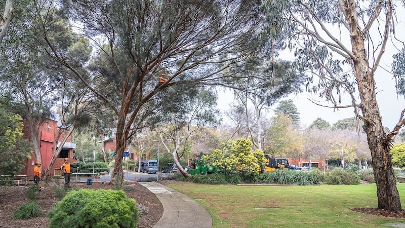 Treeman Melbourne tree services work in Somerville