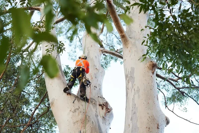 Treemendous Tree Care Sydney tree services work in Ermington