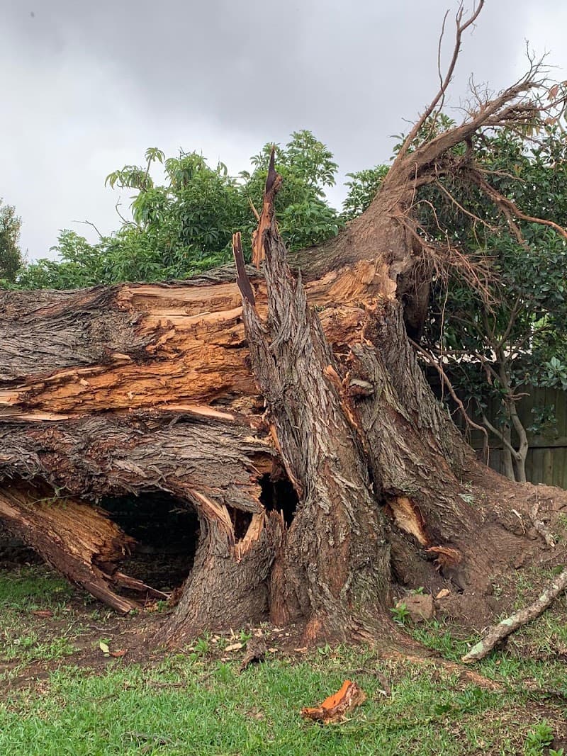 Treemendous Tree Care Sydney tree services work in Ermington