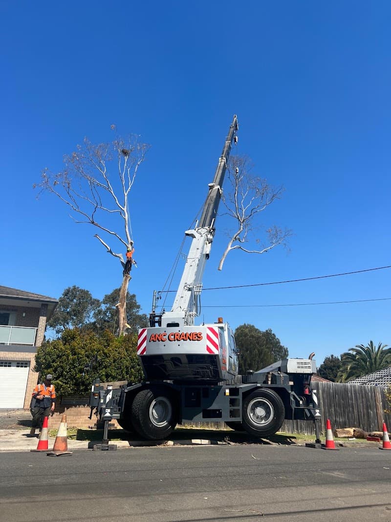Treemendous Tree Care Sydney tree services work in Ermington