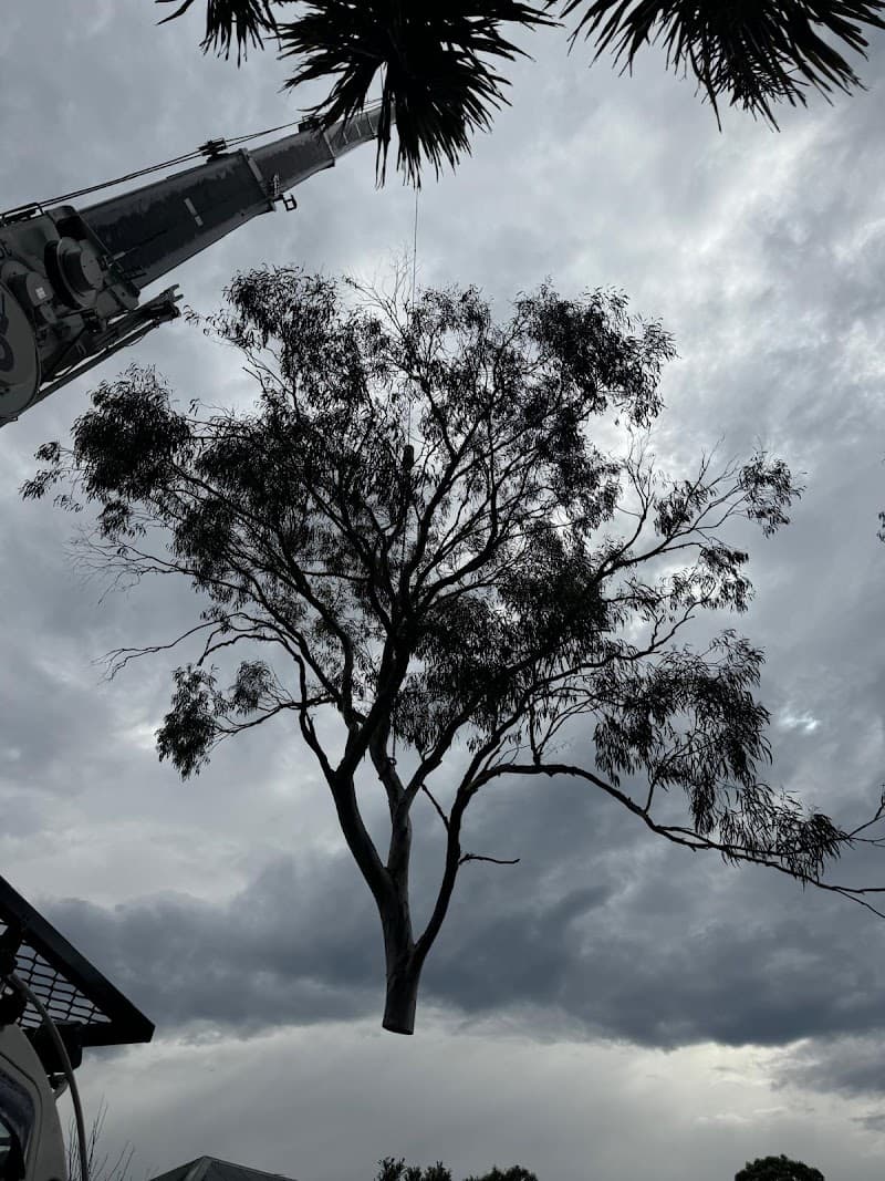 Treemendous Tree Care Sydney tree services work in Ermington