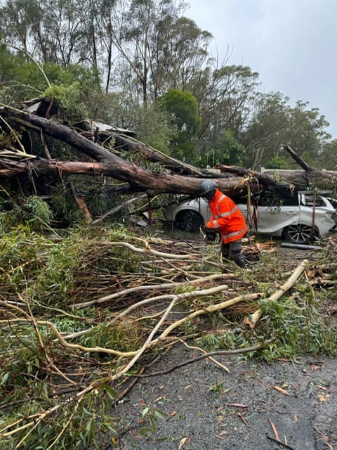 Treemendous Tree Care Sydney tree services work in Ermington