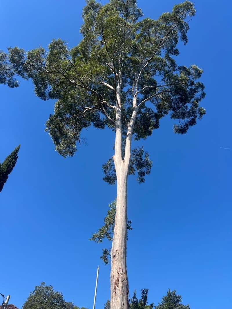 Treemendous Tree Care Sydney tree services work in Ermington